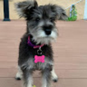 Meet your Posher, Debbie